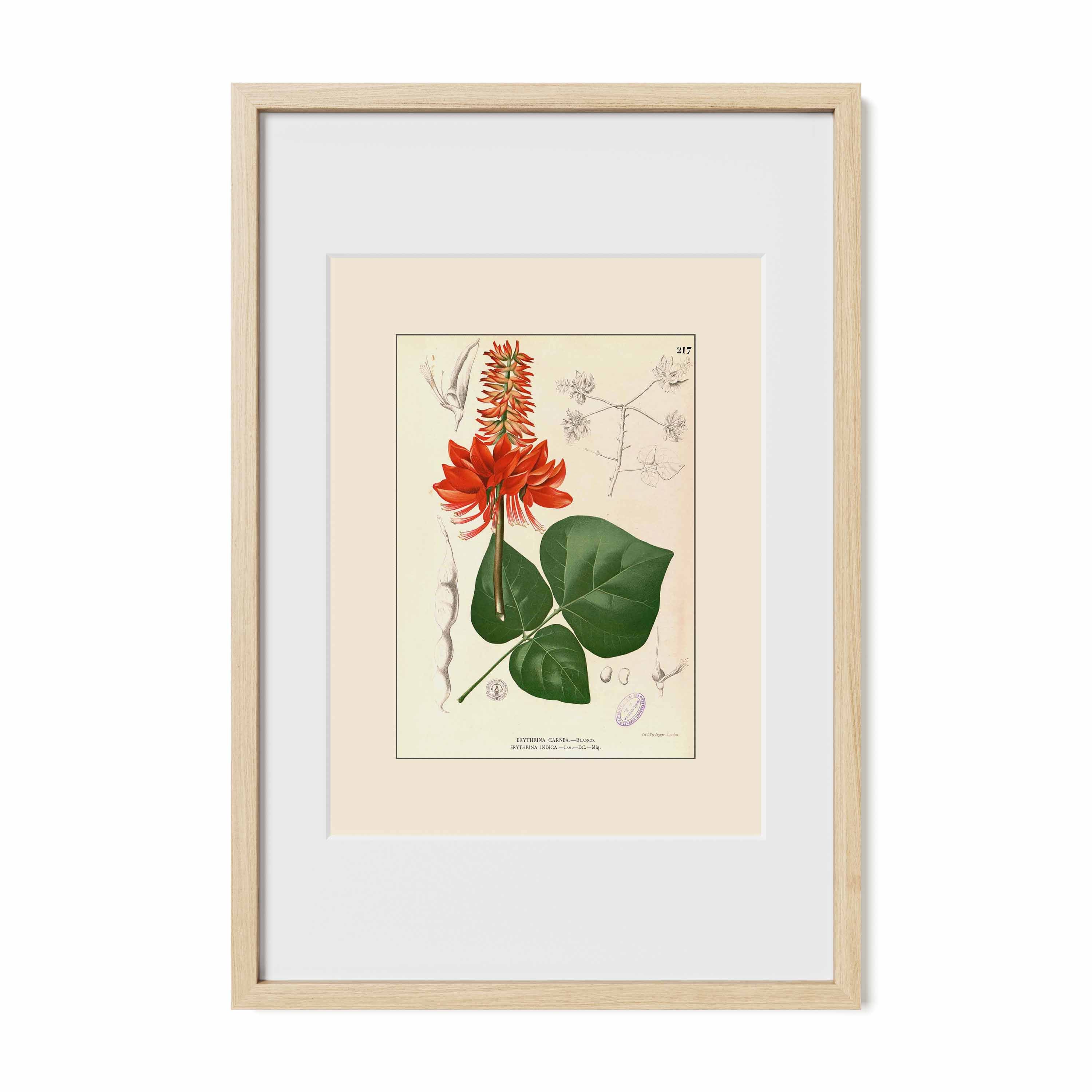 Erythrina variegata - Filipino Botanical Illustration