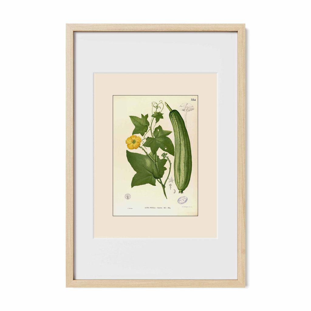 Luffa Petola - Filipino Botanical Illustration