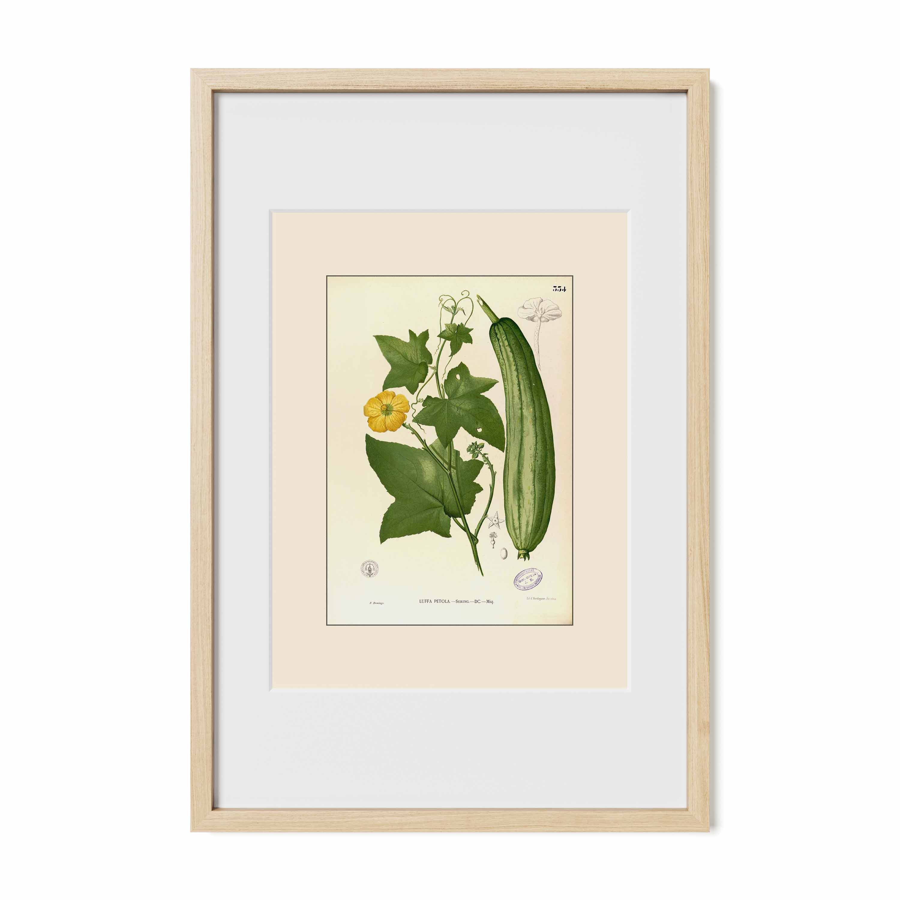 Luffa Petola - Filipino Botanical Illustration