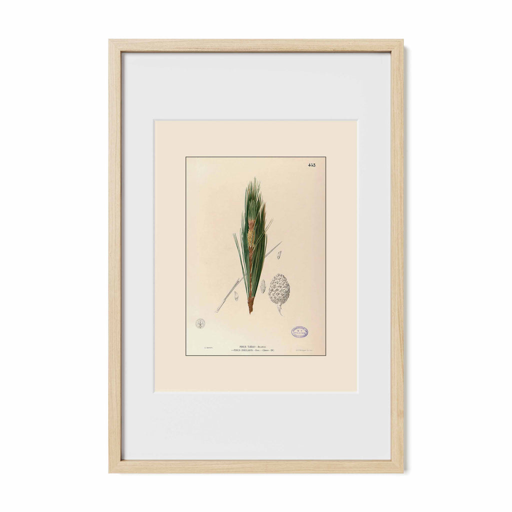Pinus Kesiya - Filipino Botanical Illustration