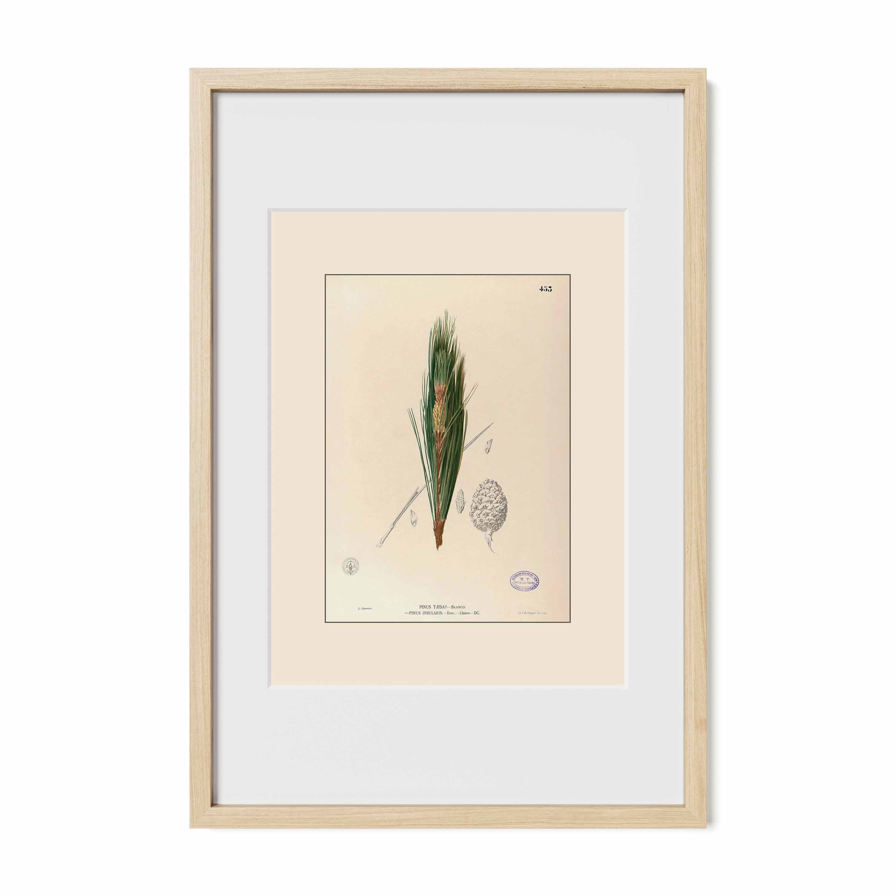 Pinus Kesiya - Filipino Botanical Illustration