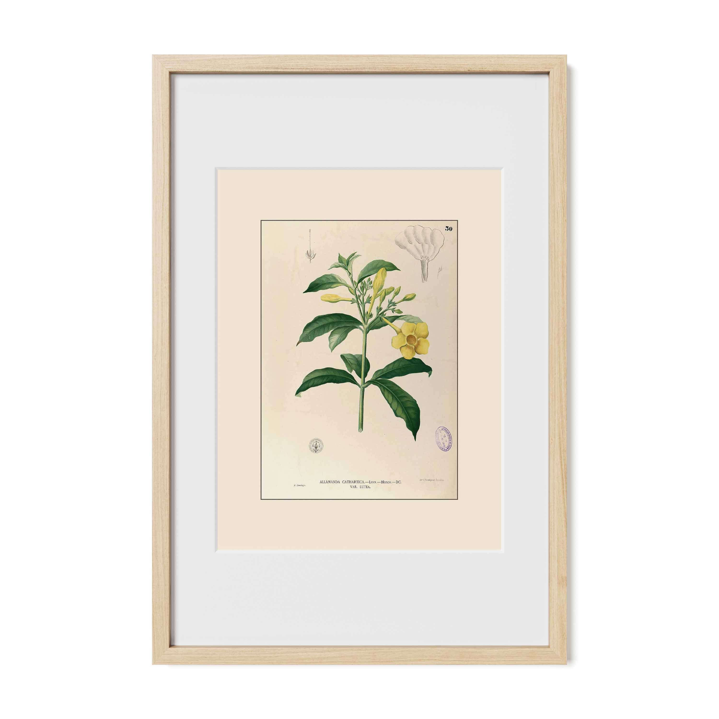 Allamanda Cathartica - Filipino Botanical Illustration