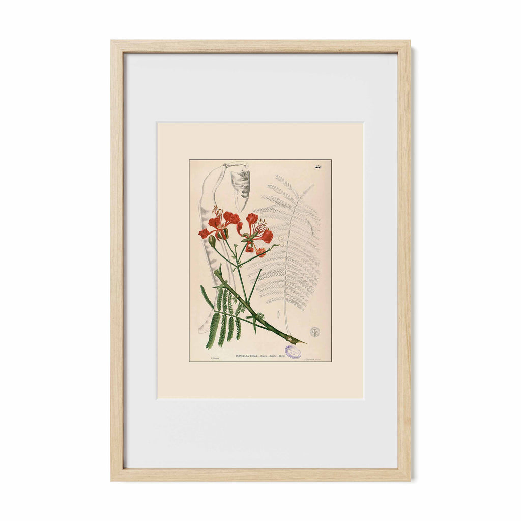 Delonix Regia - Filipino Botanical Illustration