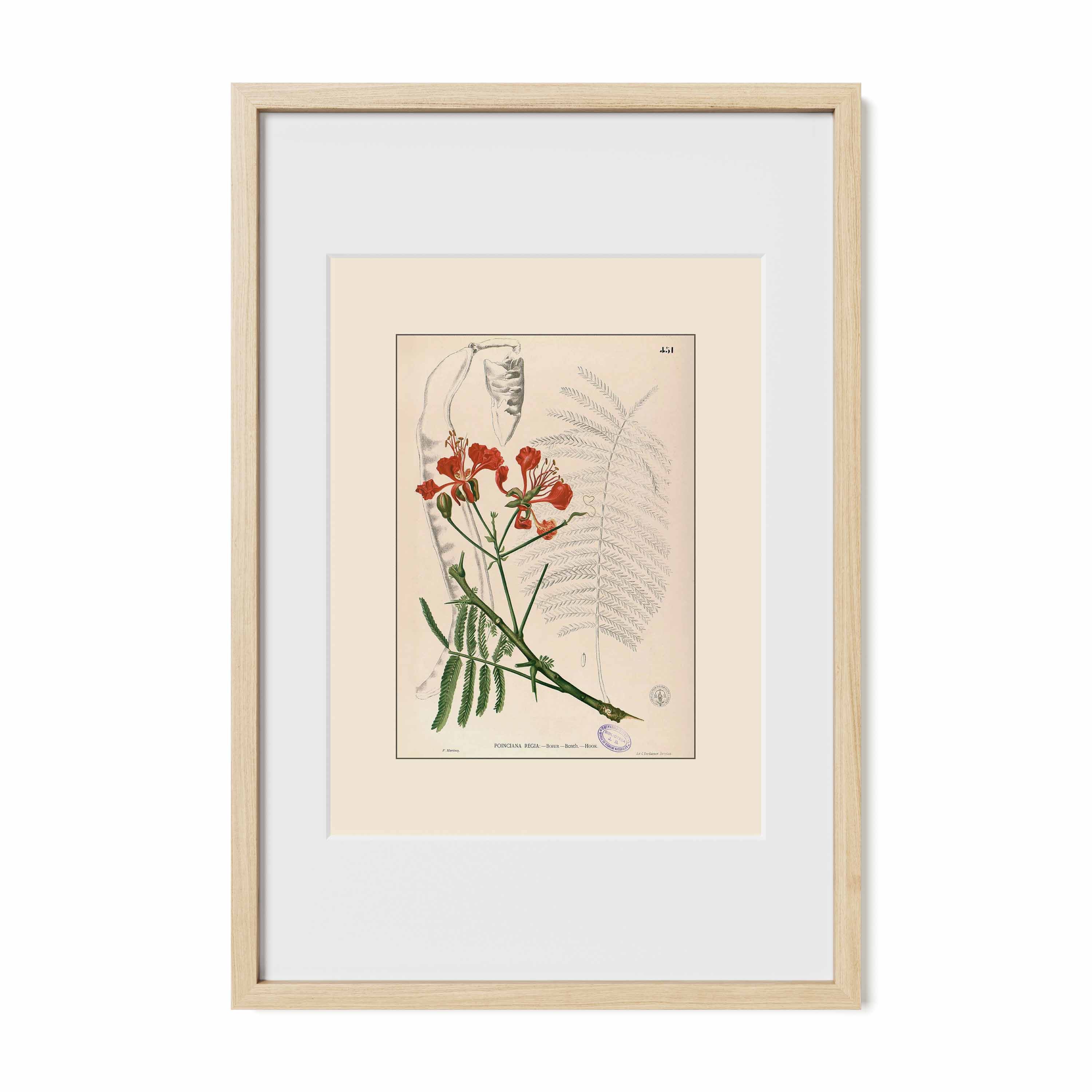 Delonix Regia - Filipino Botanical Illustration
