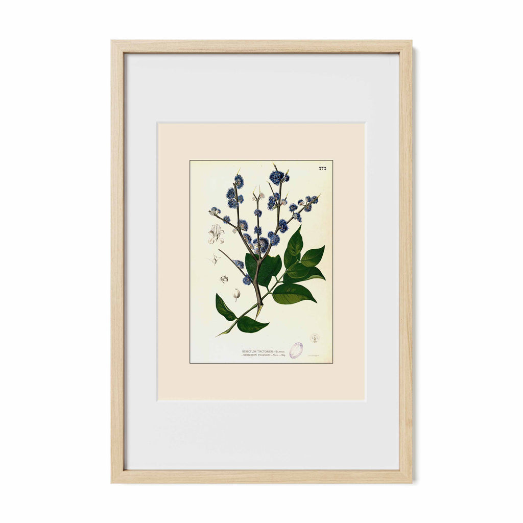 Memecylon Edule - Filipino Botanical Illustration