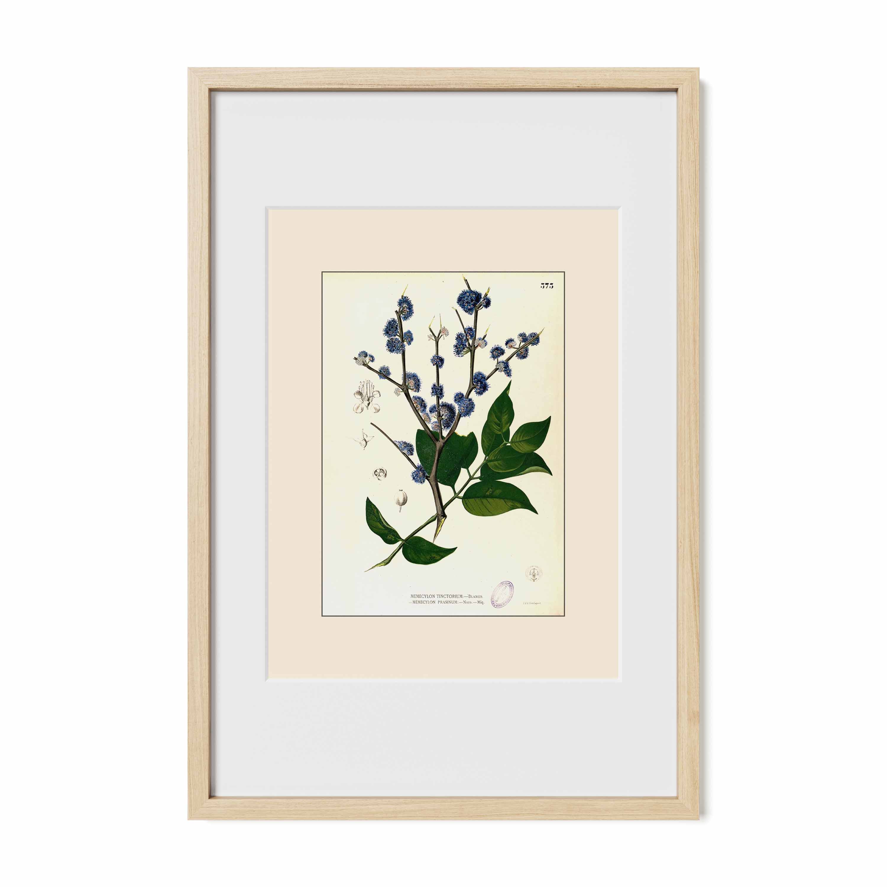 Memecylon Edule - Filipino Botanical Illustration