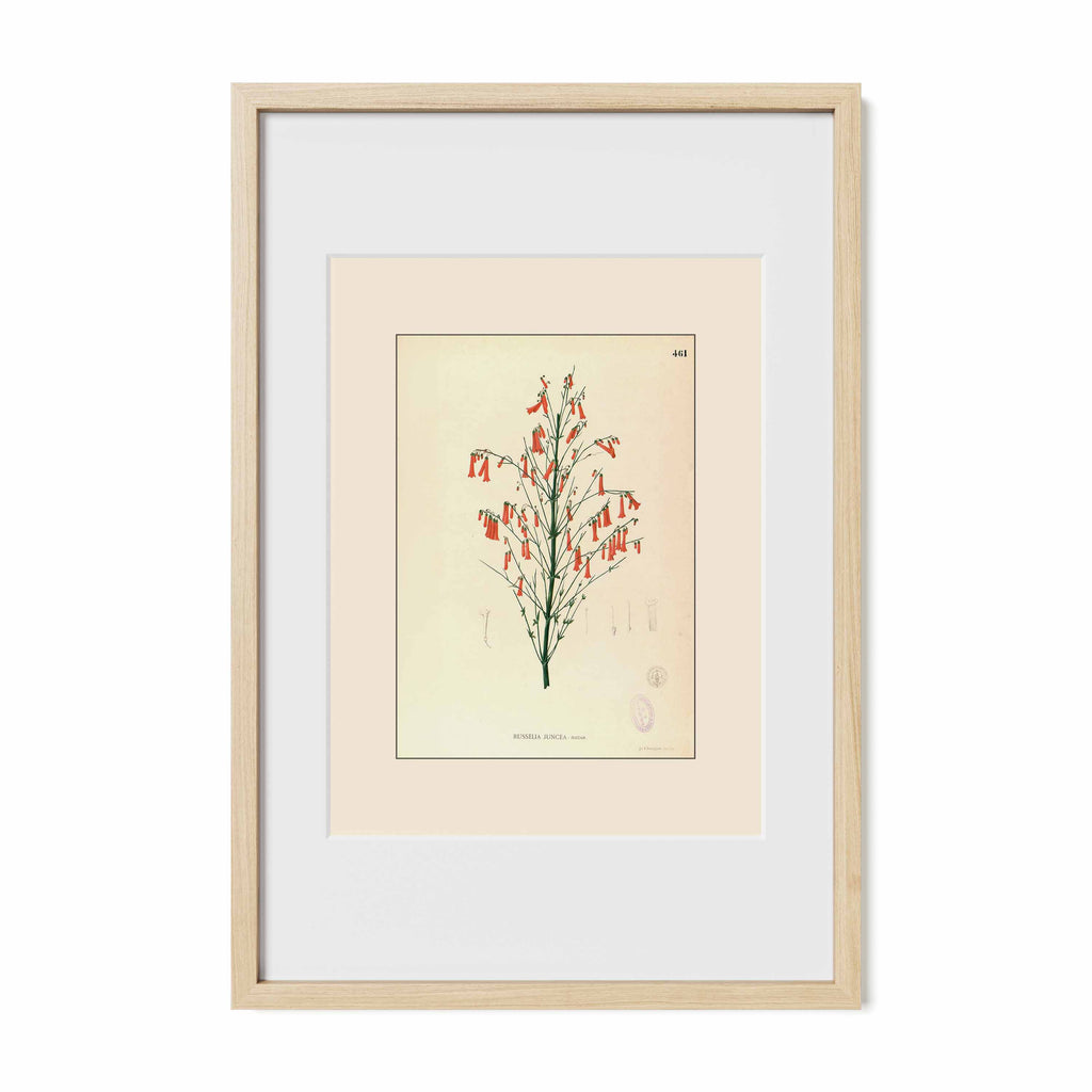 Russelia Juncea - Filipino Botanical Illustration