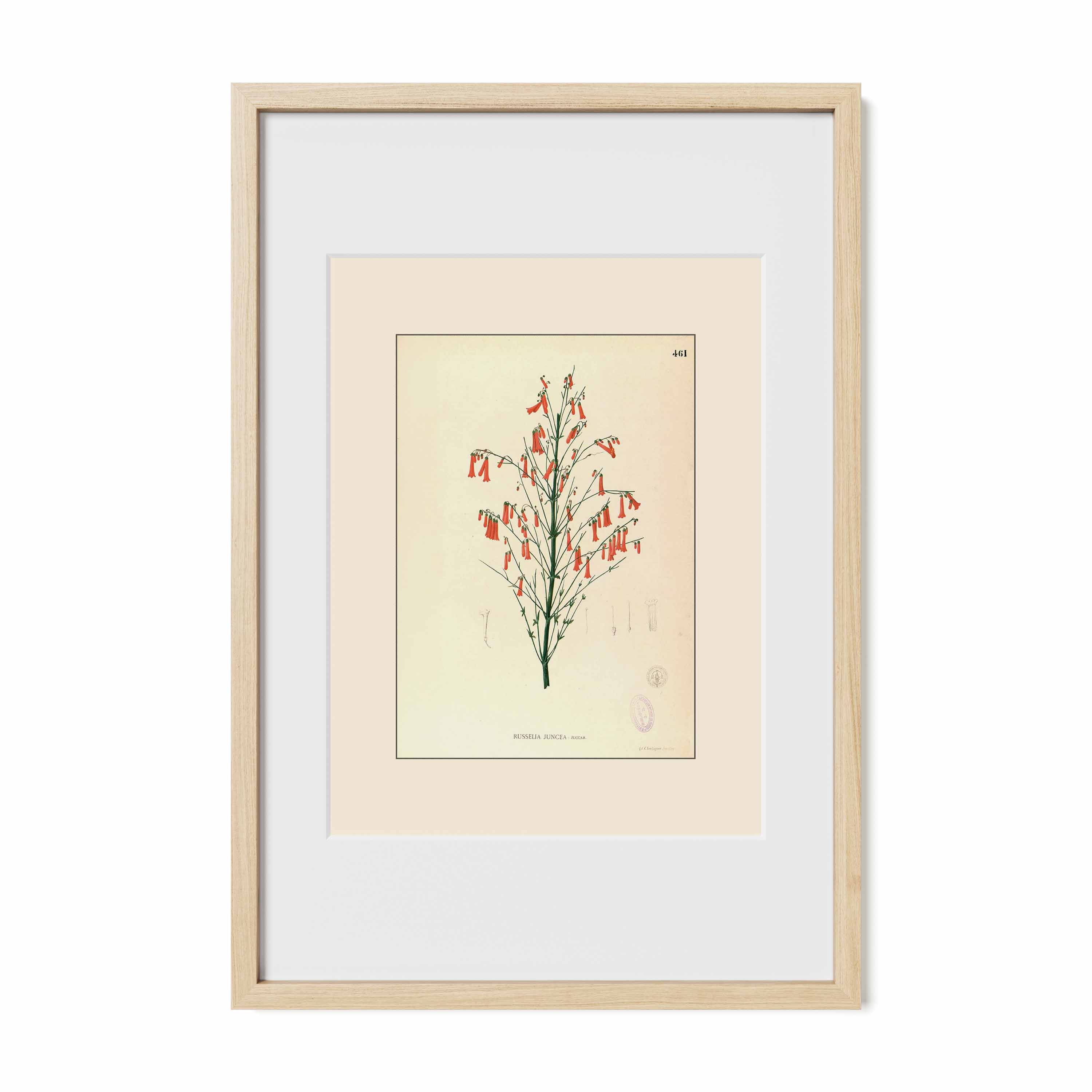 Russelia Juncea - Filipino Botanical Illustration