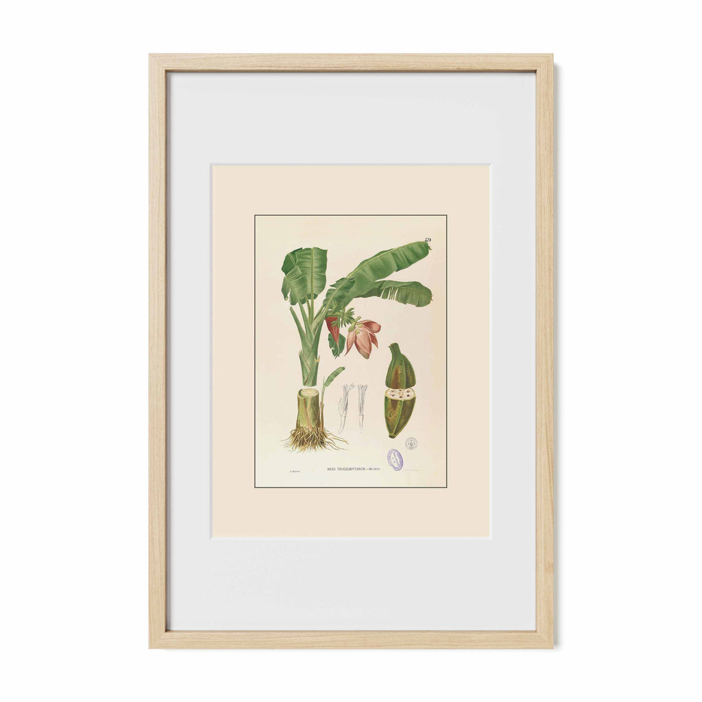 Musa Troglodytarum - Filipino Botanical Illustration