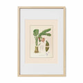 Musa Troglodytarum - Filipino Botanical Illustration