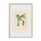 Musa Troglodytarum - Filipino Botanical Illustration