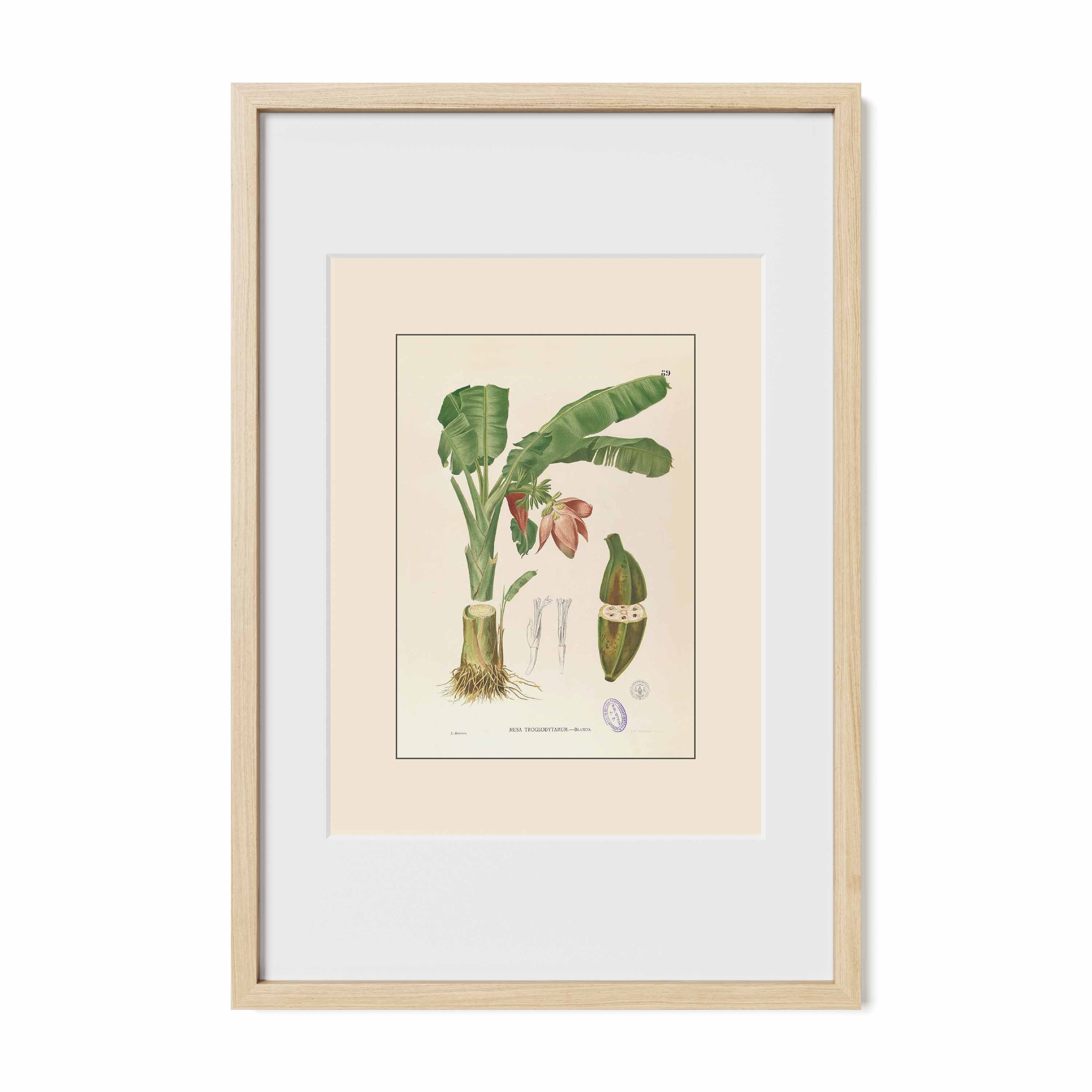Musa Troglodytarum - Filipino Botanical Illustration