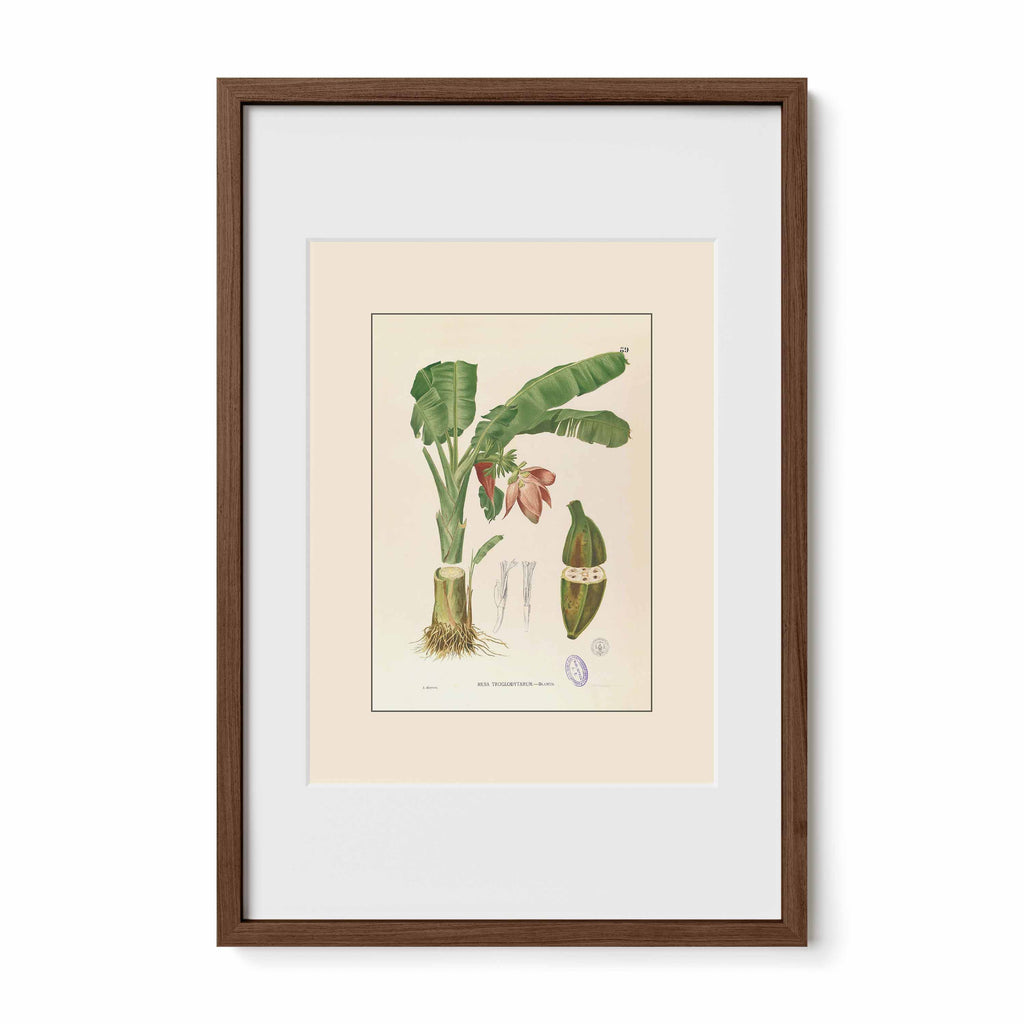 Musa Troglodytarum - Filipino Botanical Illustration