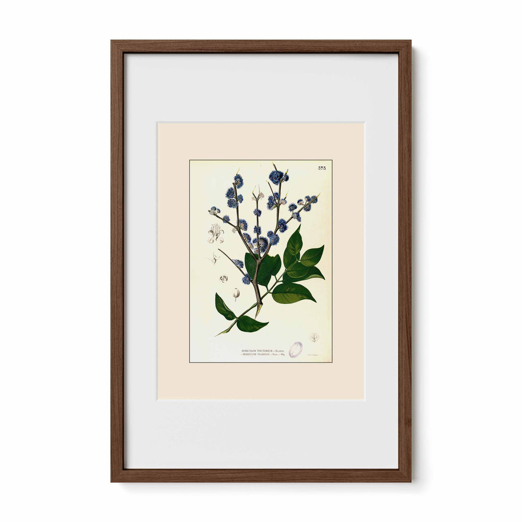 Memecylon Edule - Filipino Botanical Illustration