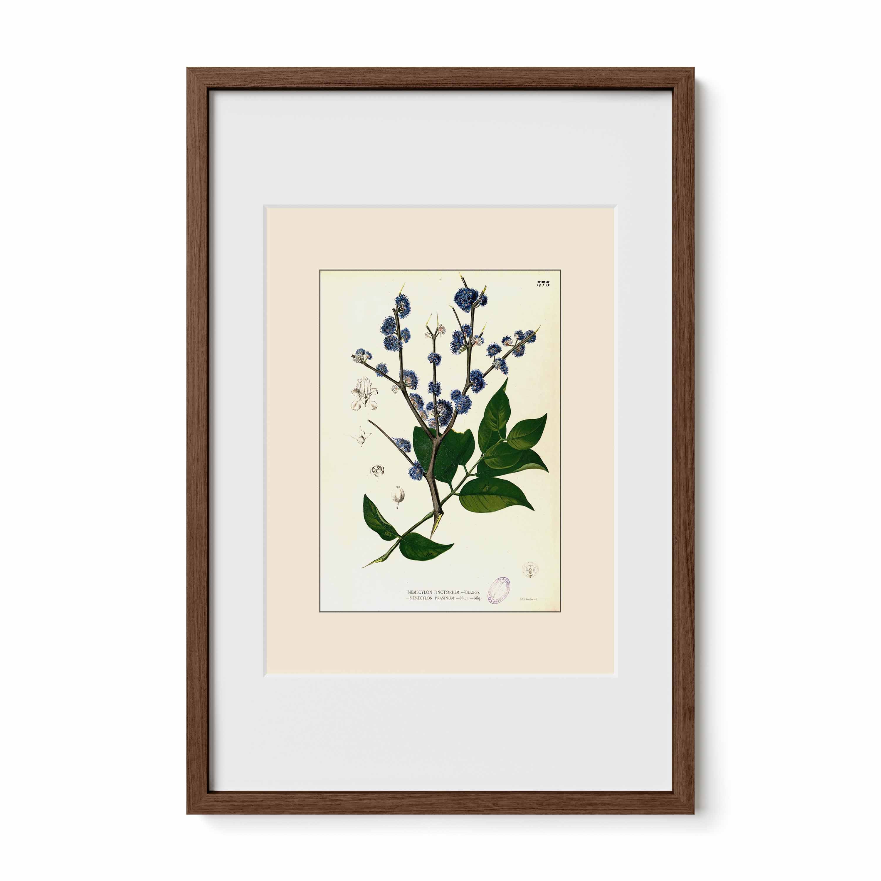 Memecylon Edule - Filipino Botanical Illustration