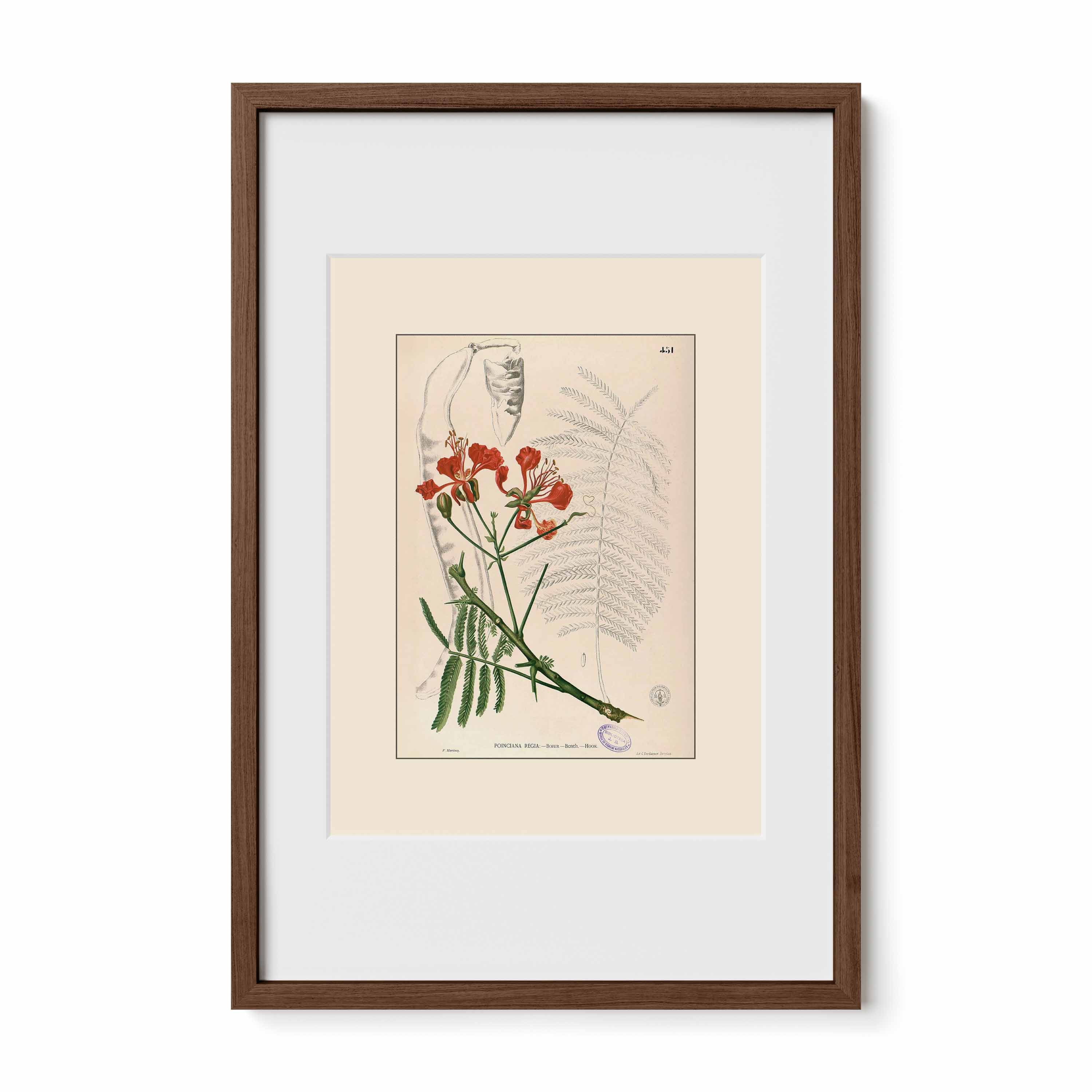 Delonix Regia - Filipino Botanical Illustration