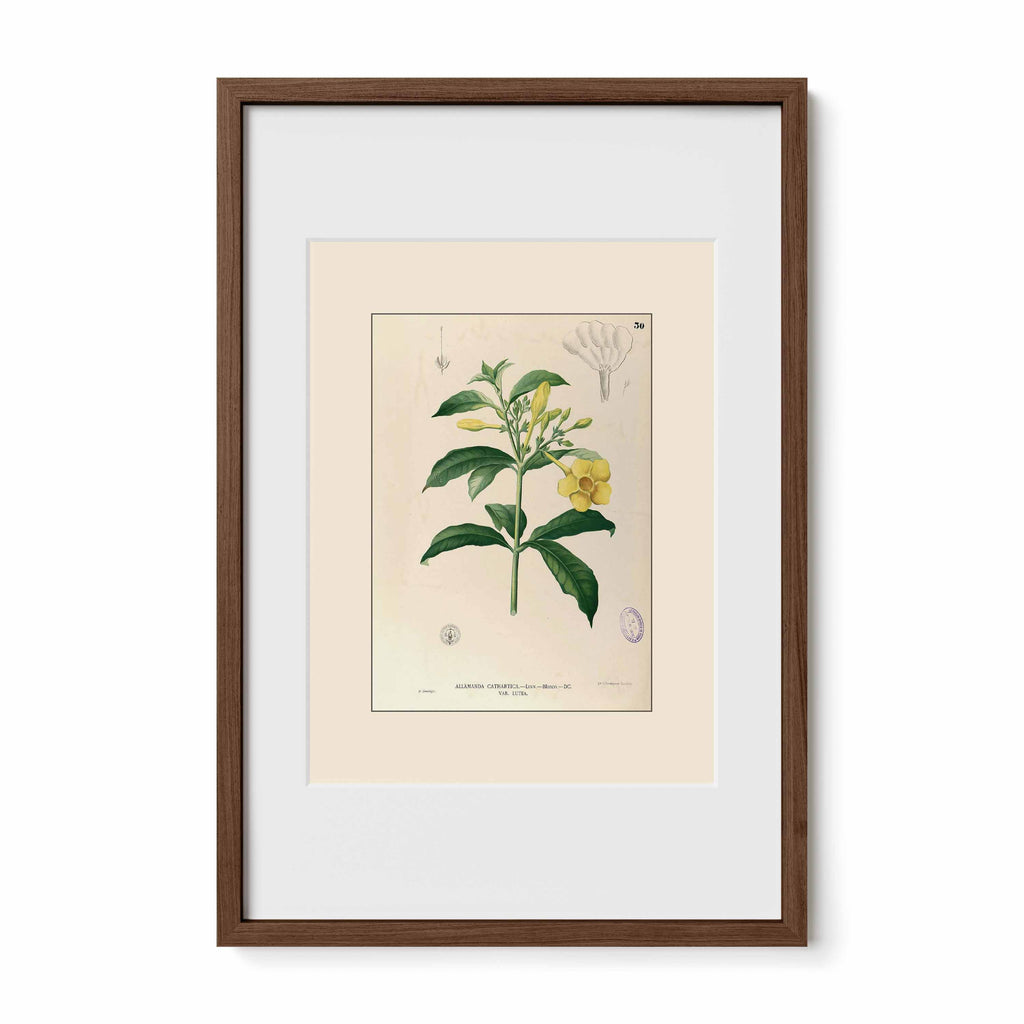 Allamanda Cathartica - Filipino Botanical Illustration