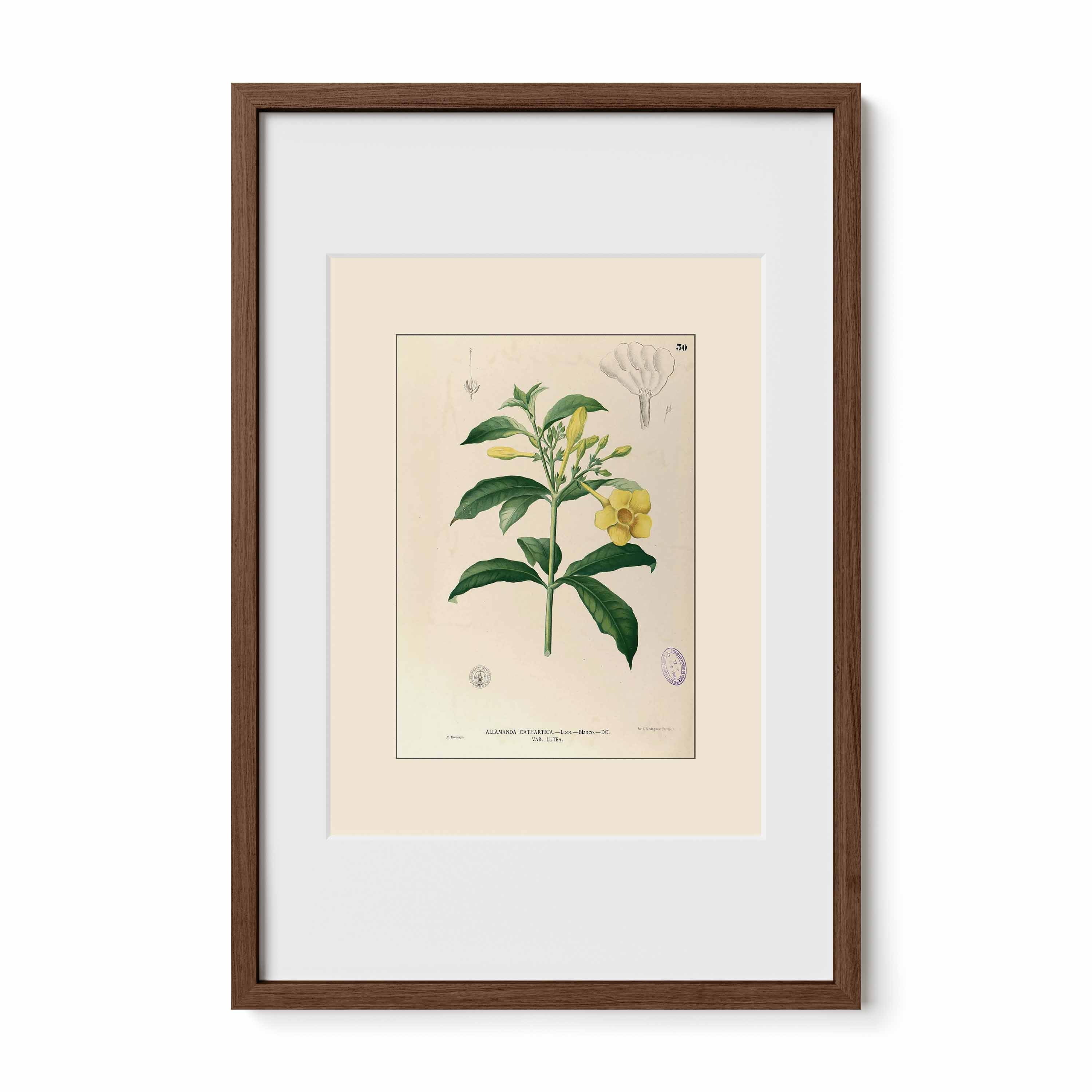 Allamanda Cathartica - Filipino Botanical Illustration