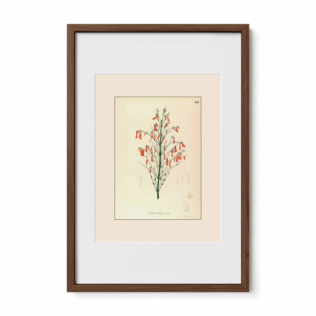 Russelia Juncea - Filipino Botanical Illustration