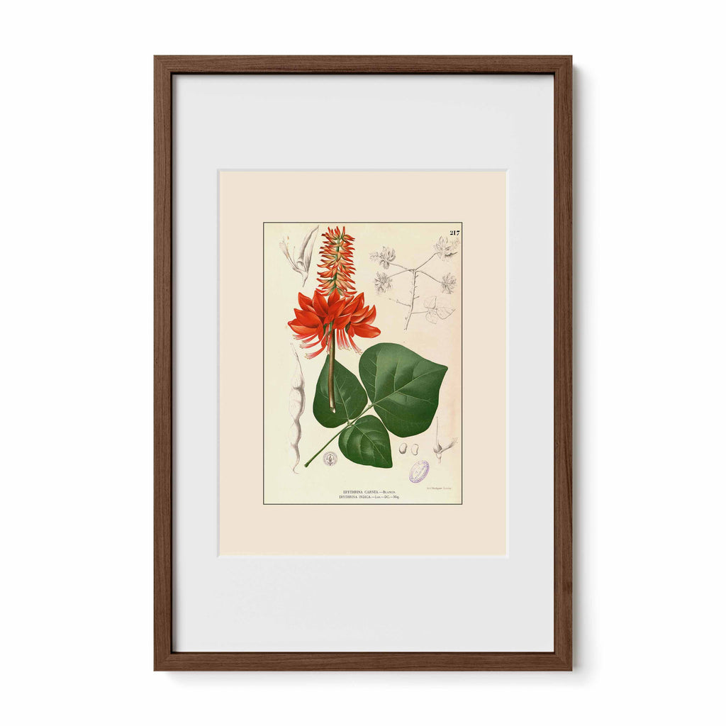 Erythrina variegata - Filipino Botanical Illustration