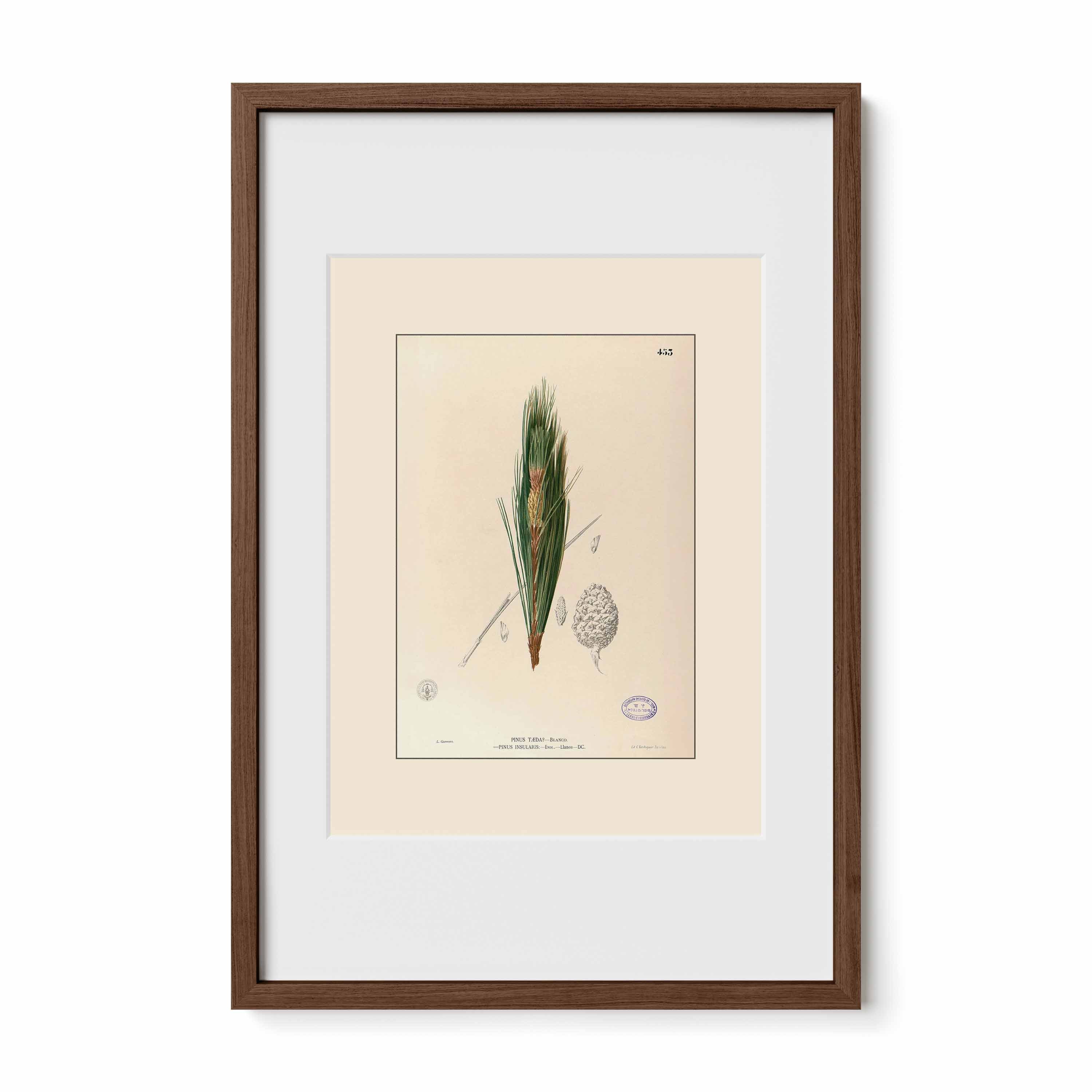 Nelumbo Nucifera - Filipino Botanical Illustration