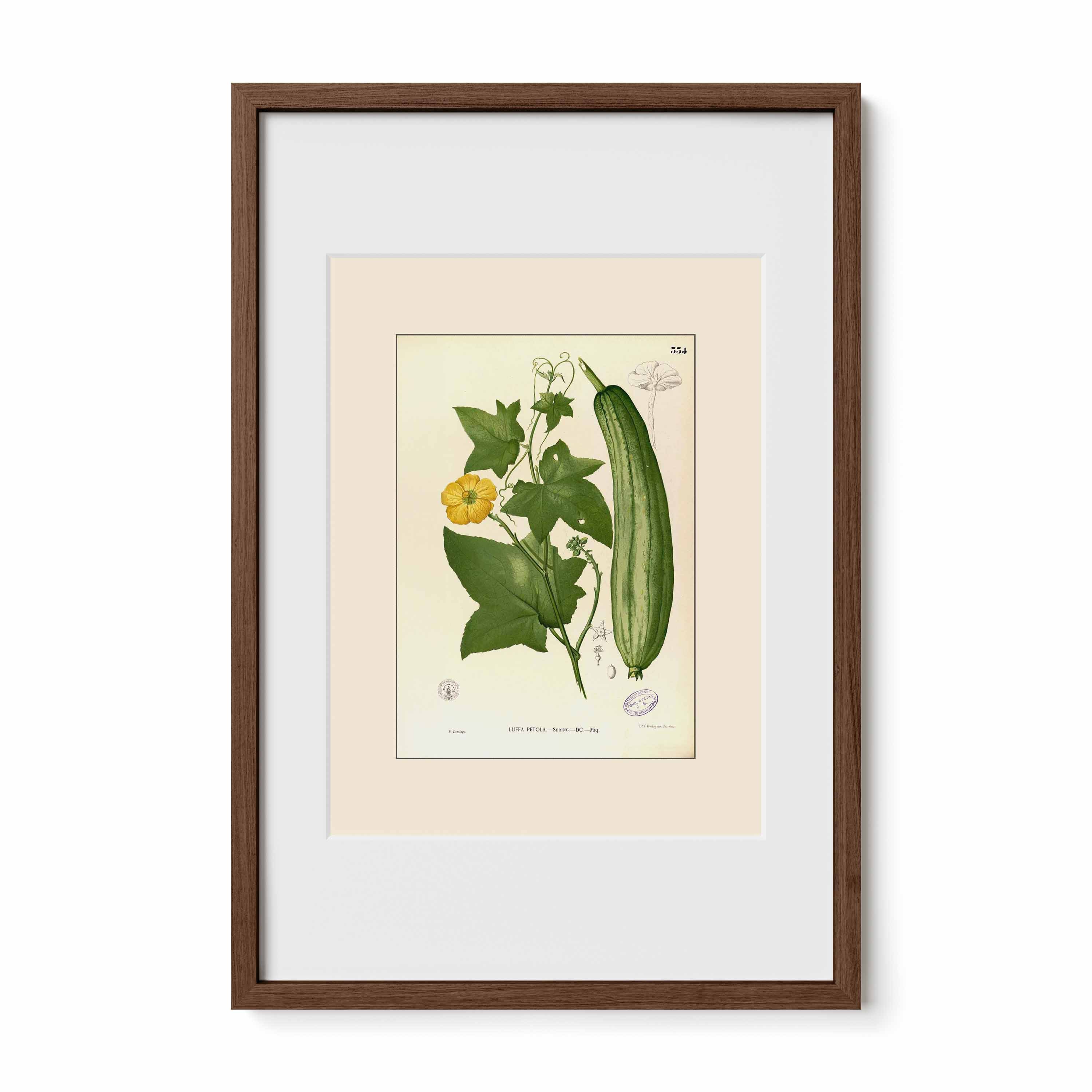 Luffa Petola - Filipino Botanical Illustration