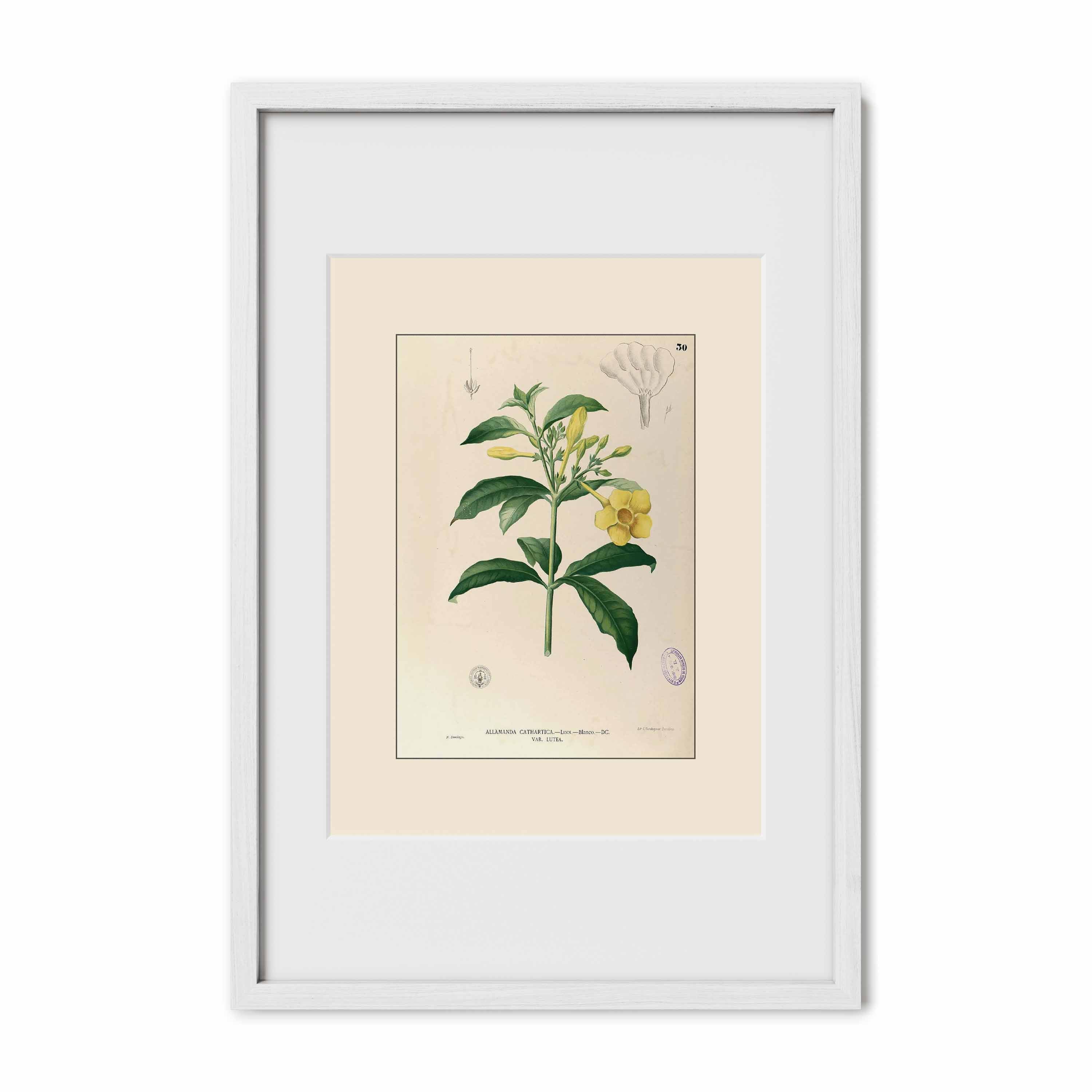 Allamanda Cathartica - Filipino Botanical Illustration