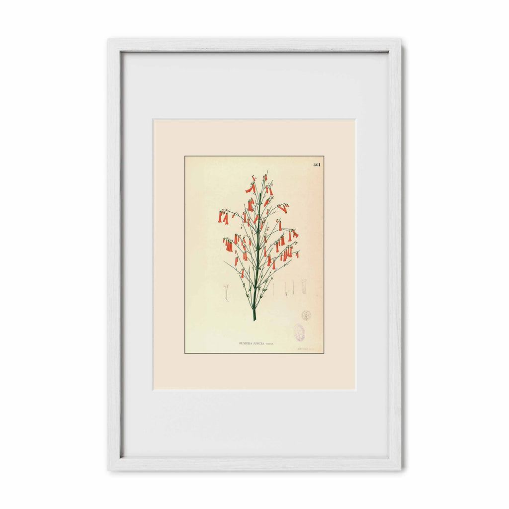 Russelia Juncea - Filipino Botanical Illustration
