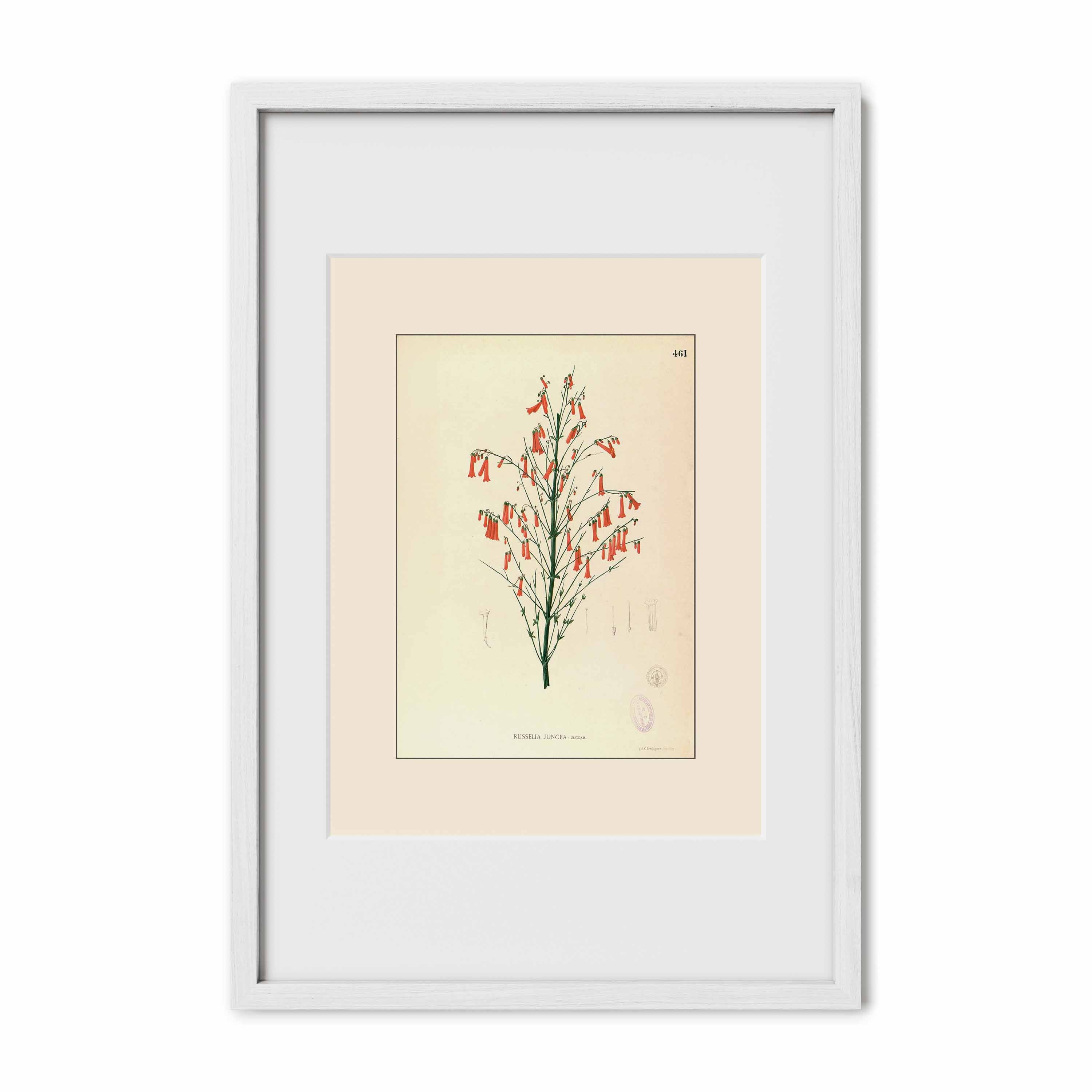 Russelia Juncea - Filipino Botanical Illustration
