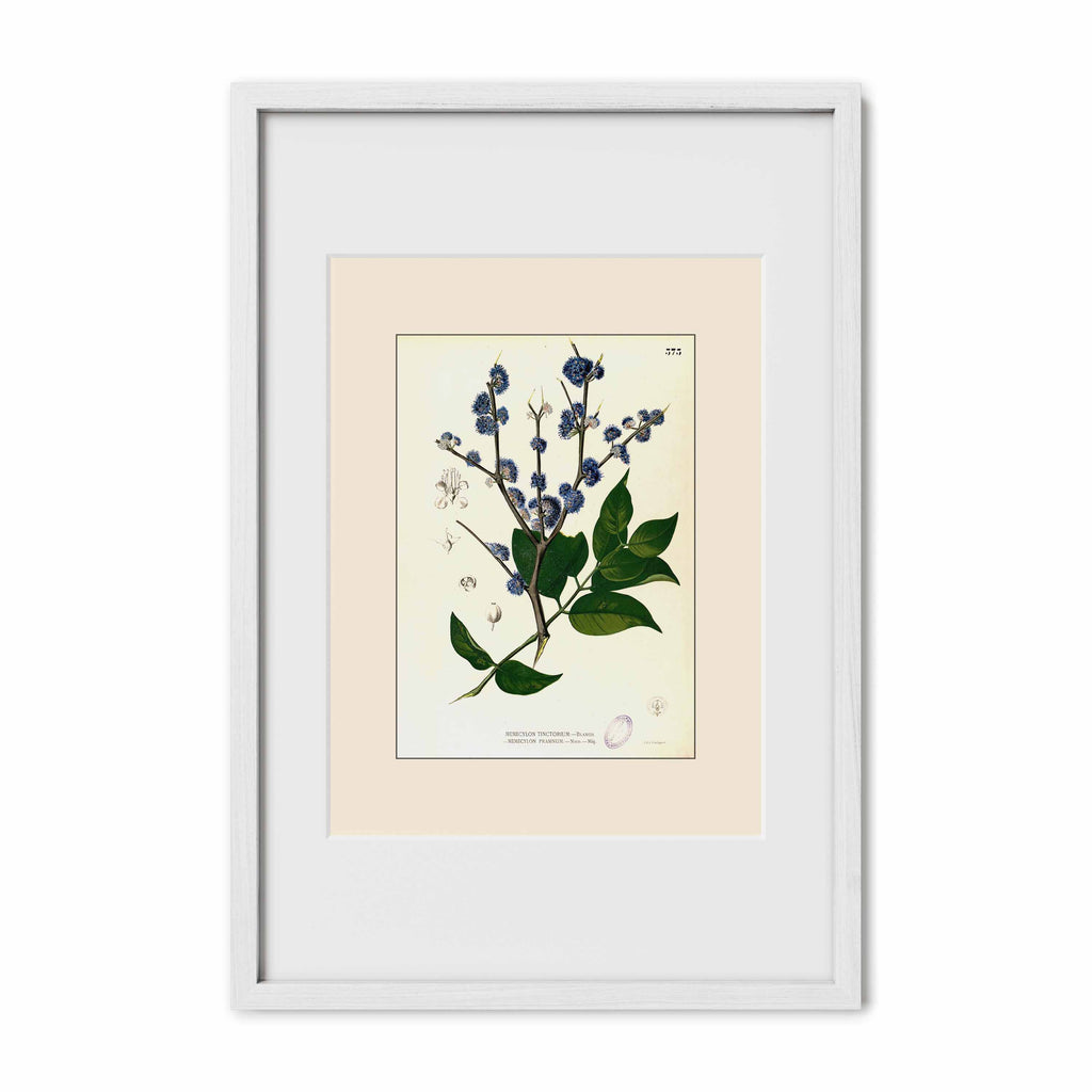 Memecylon Edule - Filipino Botanical Illustration