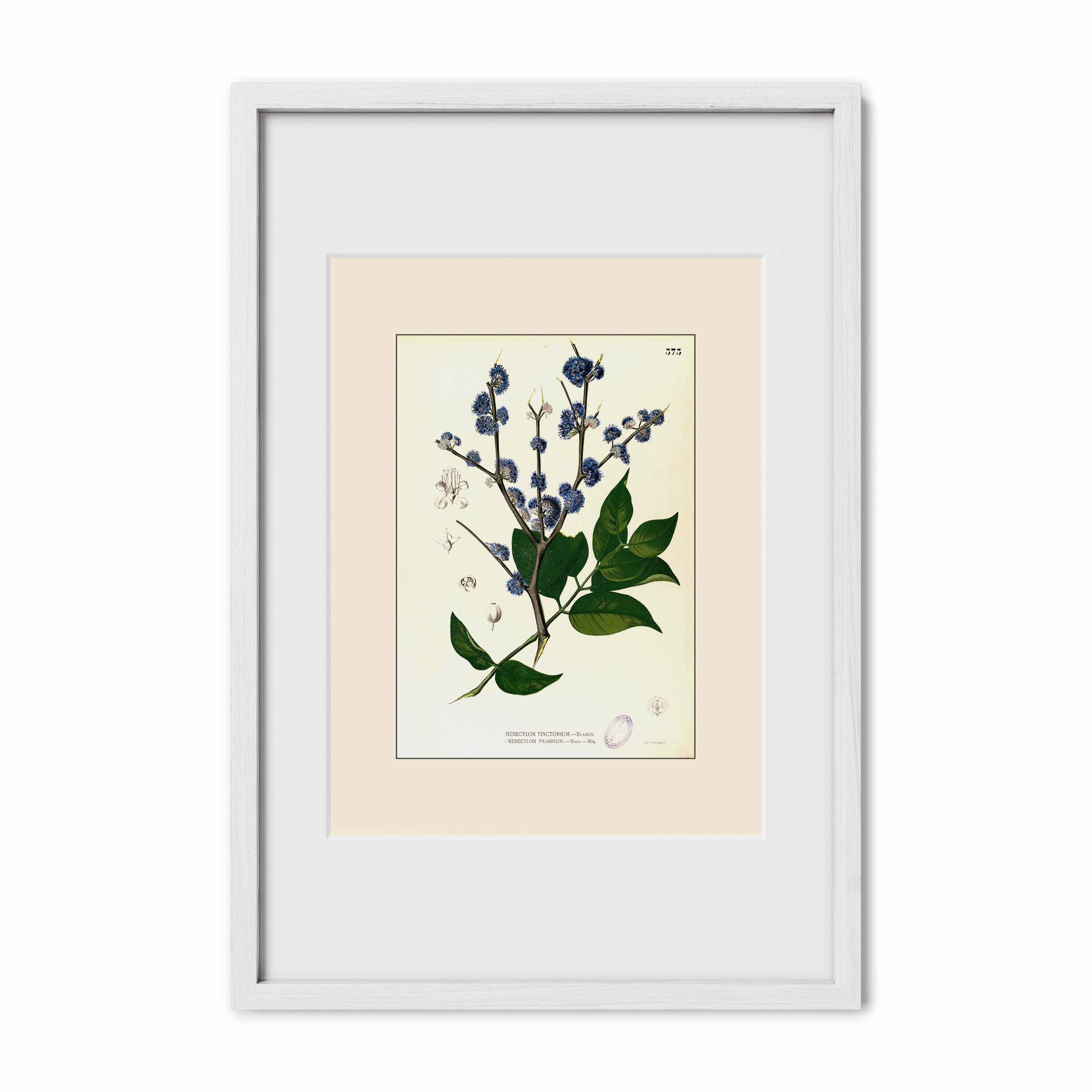 Memecylon Edule - Filipino Botanical Illustration