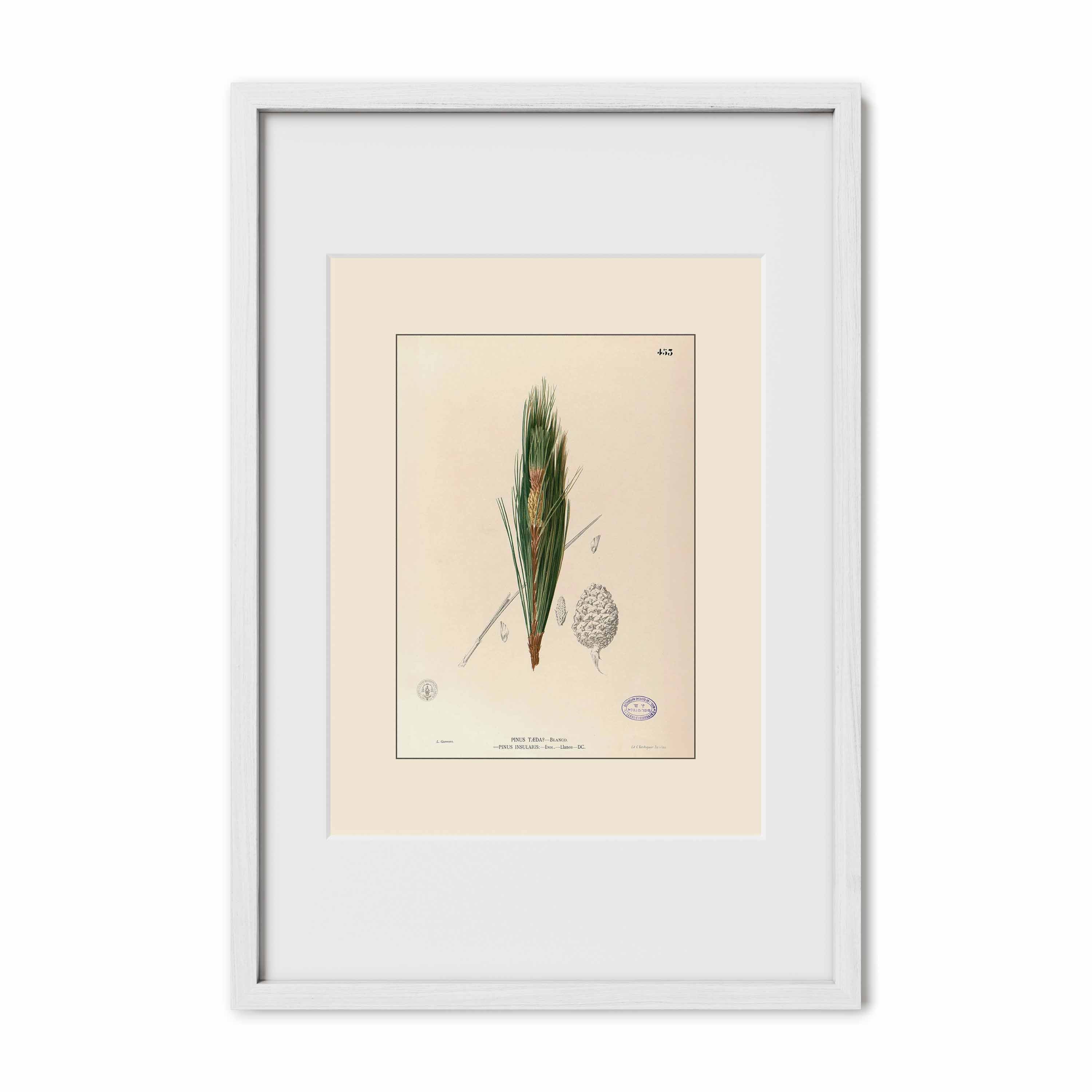 Pinus Kesiya - Filipino Botanical Illustration
