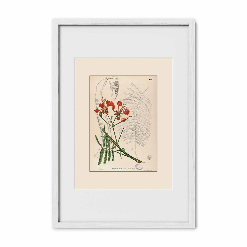 Delonix Regia - Filipino Botanical Illustration