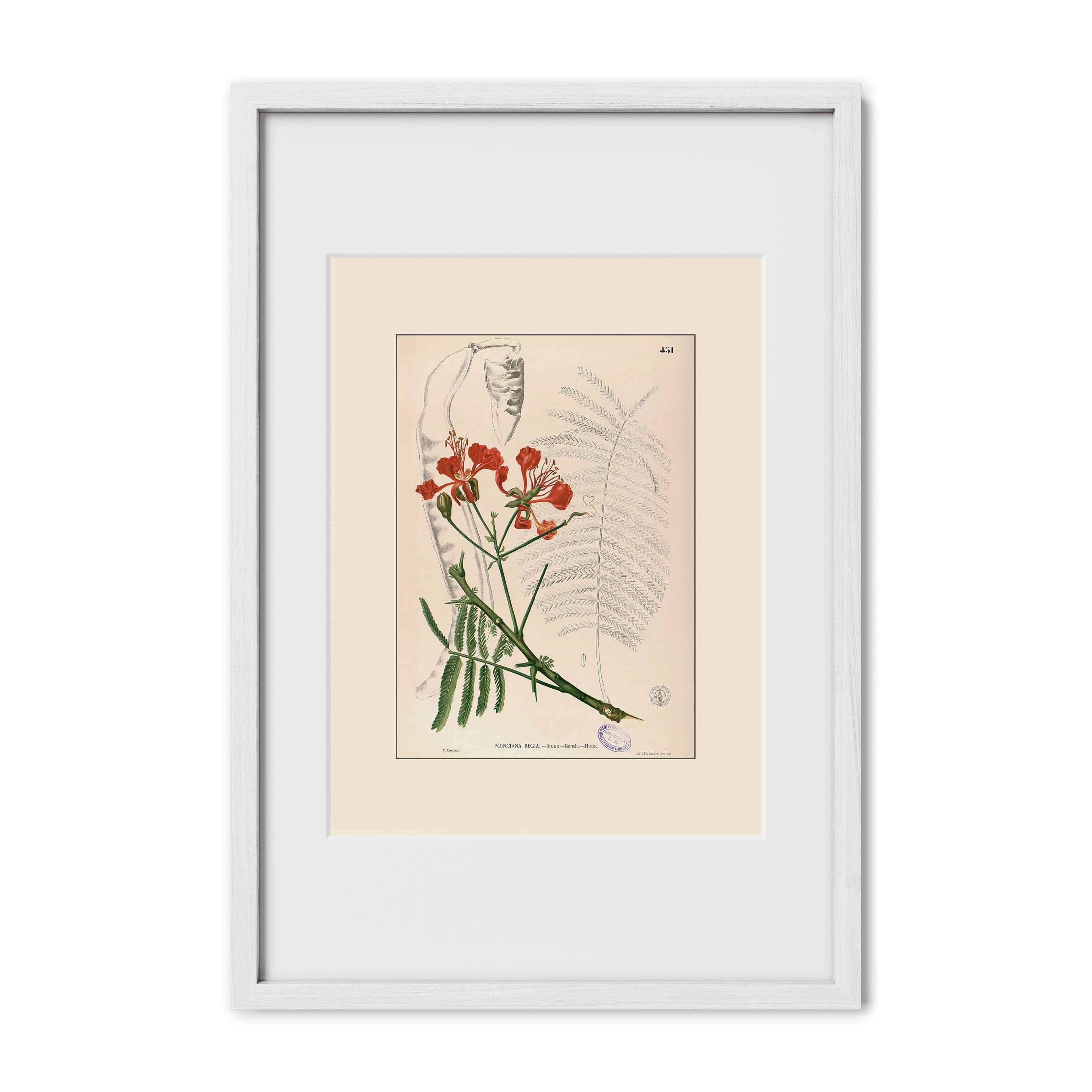 Delonix Regia - Filipino Botanical Illustration