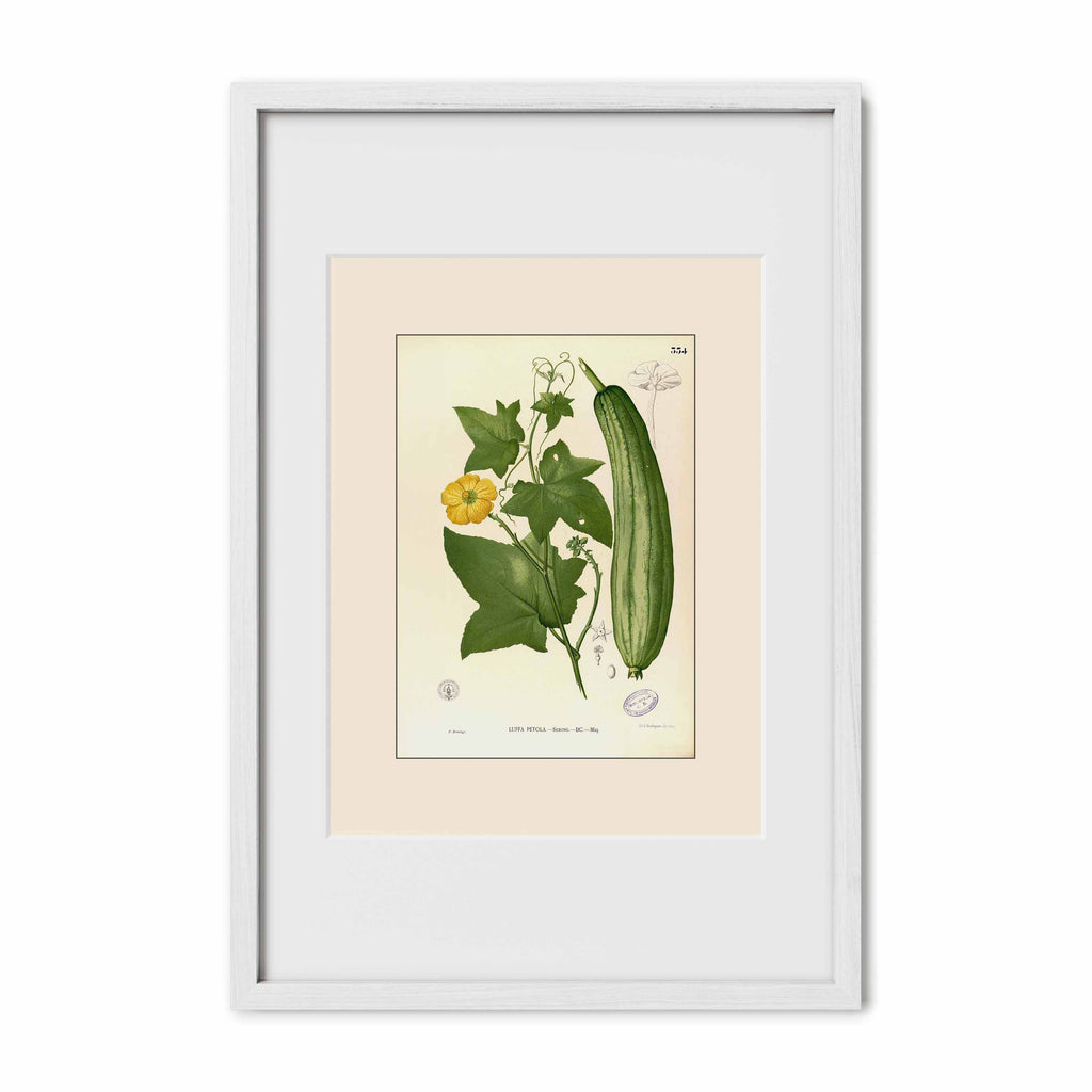 Luffa Petola - Filipino Botanical Illustration