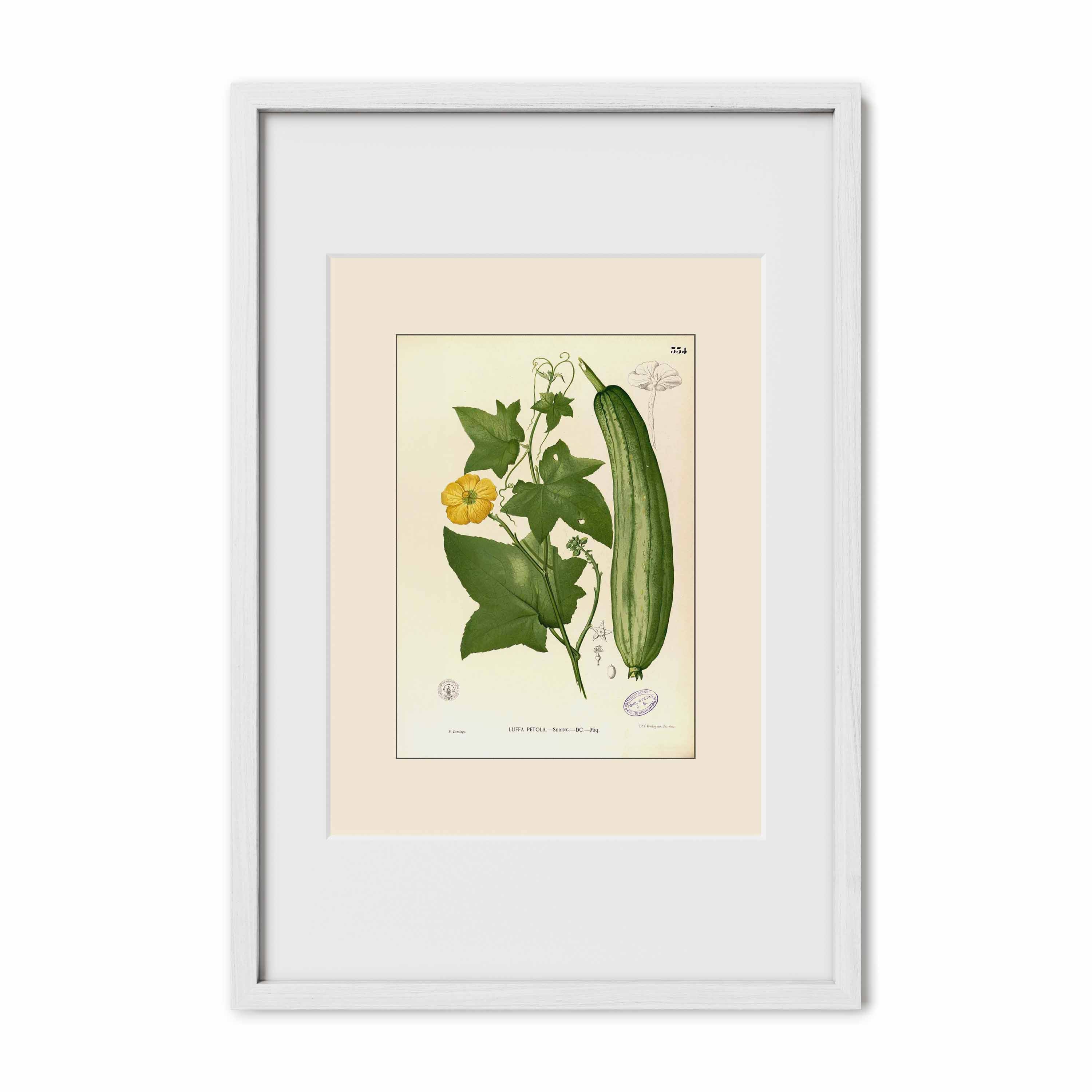 Luffa Petola - Filipino Botanical Illustration