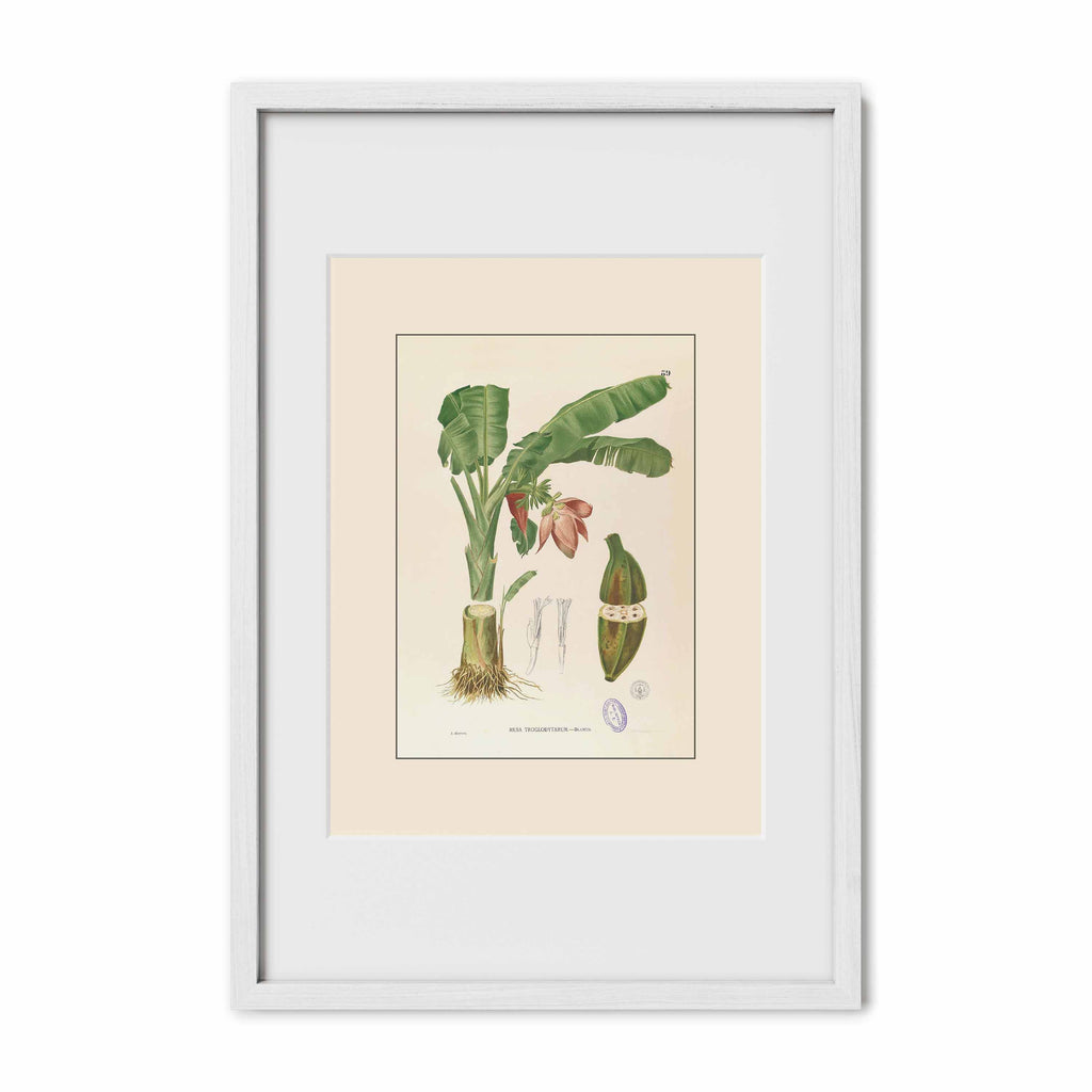 Musa Troglodytarum - Filipino Botanical Illustration