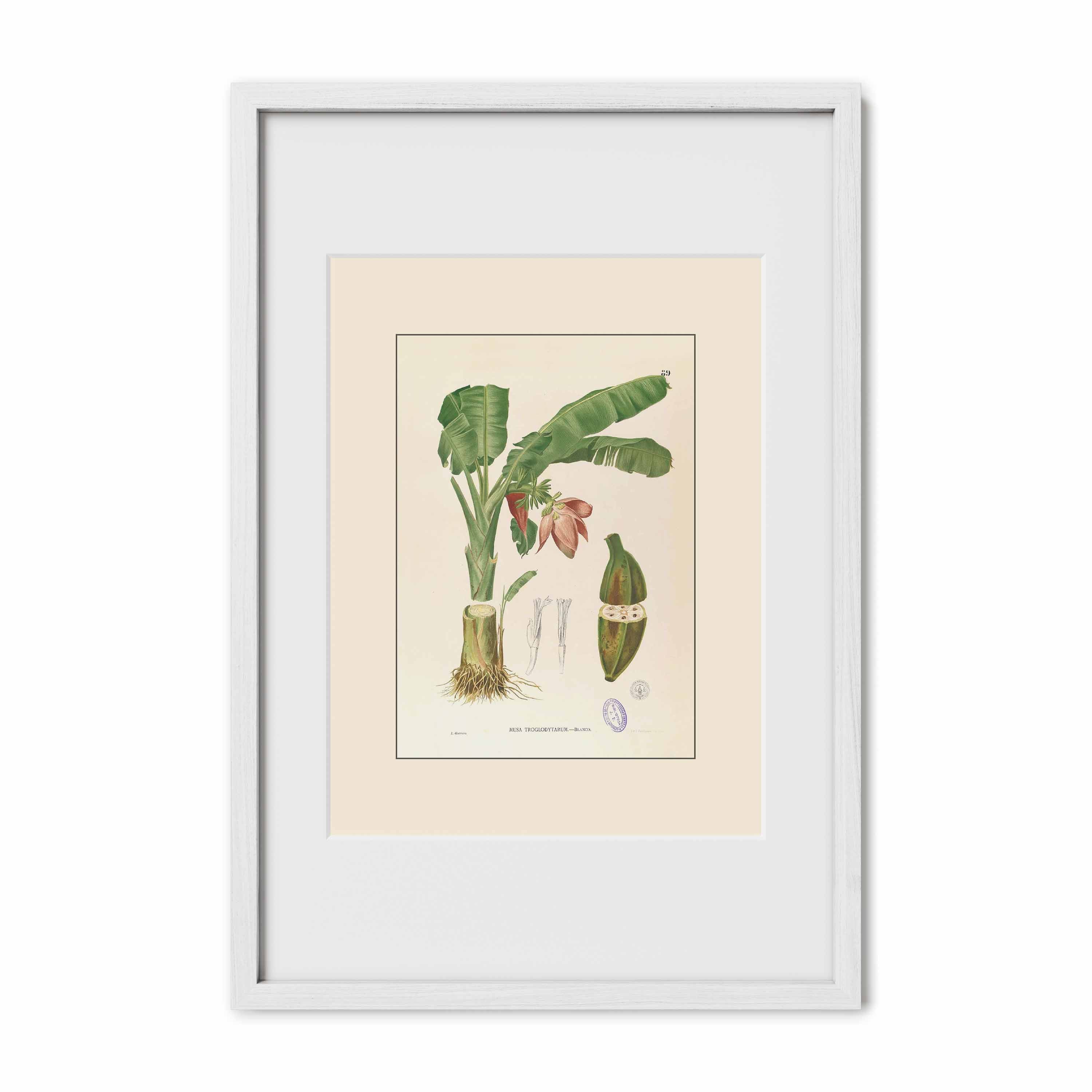 Musa Troglodytarum - Filipino Botanical Illustration