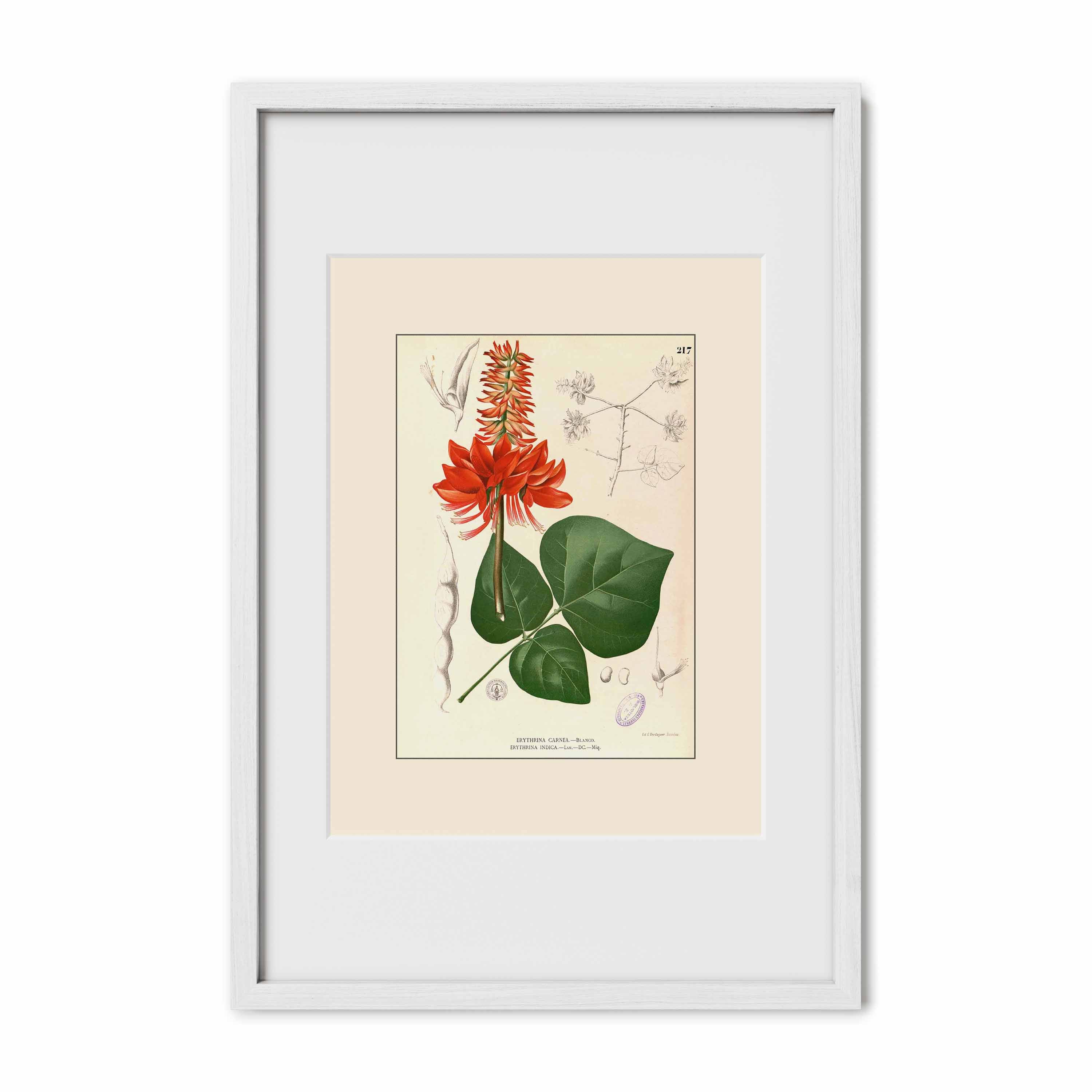 Erythrina variegata - Filipino Botanical Illustration